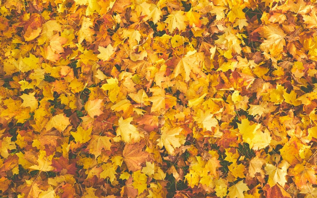 Fall Home Maintenance Tips for York County Homeowners